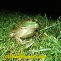 /home//u458753944/public_html/sourcegallery//Frogs/More bullfrogs/P7060234.JPG